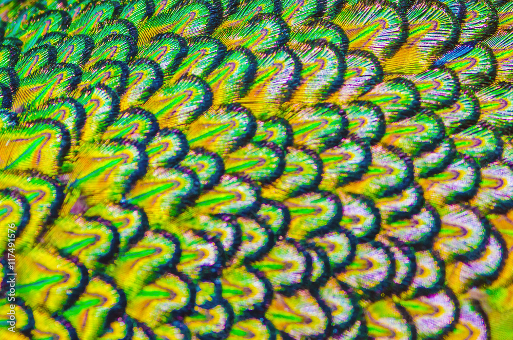 Outfocus of peacock feathers is colorfull for use backgroud and