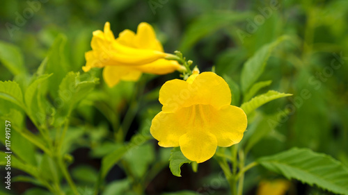 Yellow Trumpet-Flower Blooming in The Garden