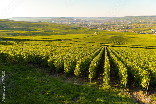 Champagne vineyards in Marne department  France