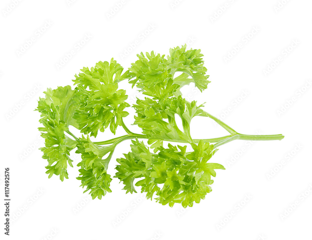 parsley isolated on white background parsley isolated on white background