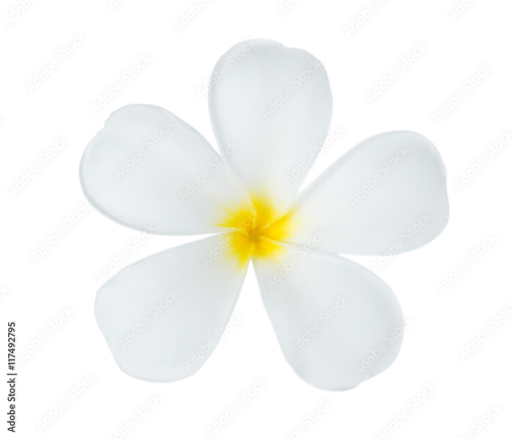 Plumeria flower on white background