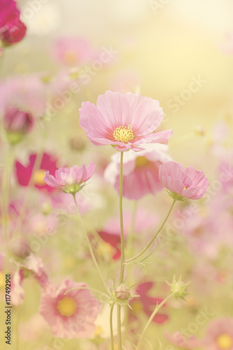 Beautiful cosmos flowers with colour filters