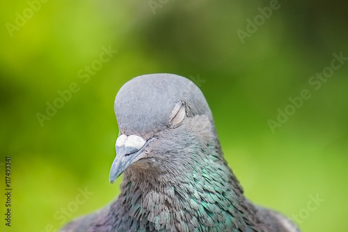 Portrait image of a grey pigeon with closed eyes on green background.