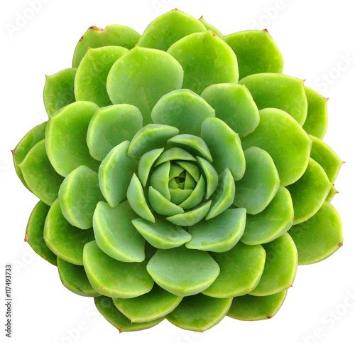 Succulent Clip Art