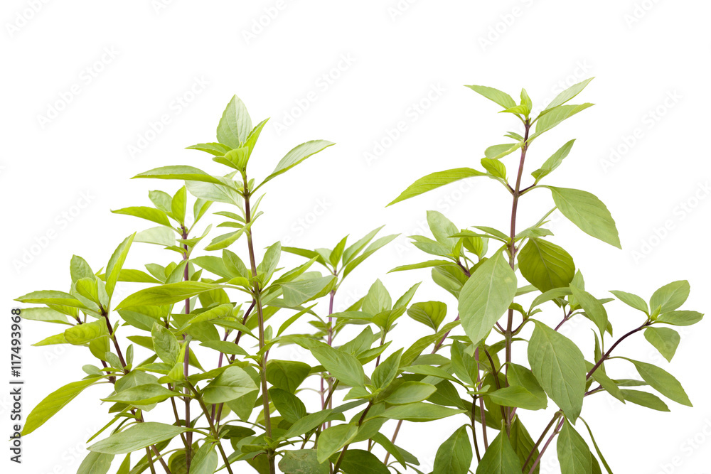 fresh basil leaves