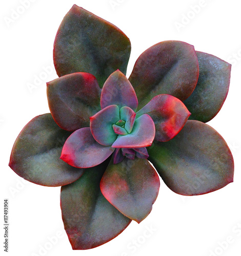 Succulent Clip Art