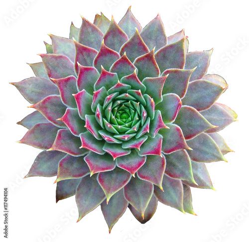 Succulent Clip Art photo