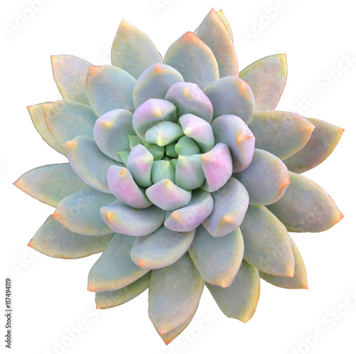 Succulent Clip Art