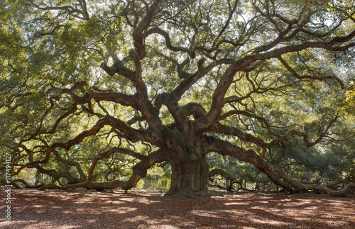 Angle Oak Tree – Located outside of Charleston of St. John Island