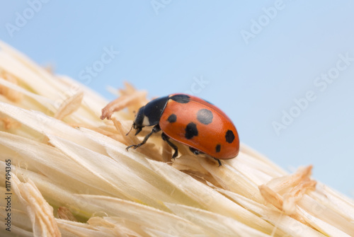 Eleven-spotted ladybird, Coccinella undecimpunctata on straw