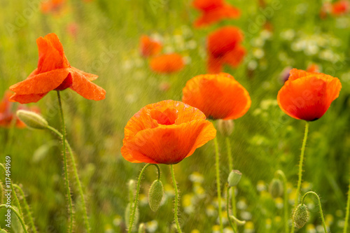 Poppies field 