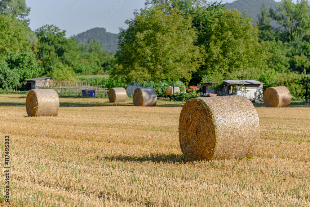 Rolls of haystack