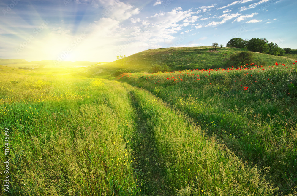 Lane in meadow