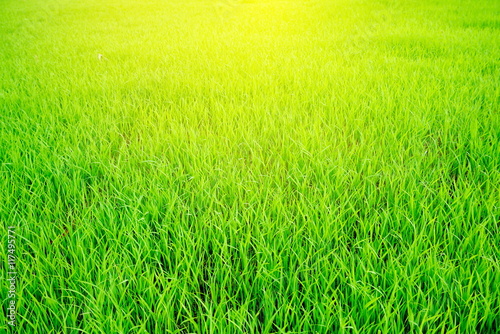 green rice field with sunlight in the morning landscape background