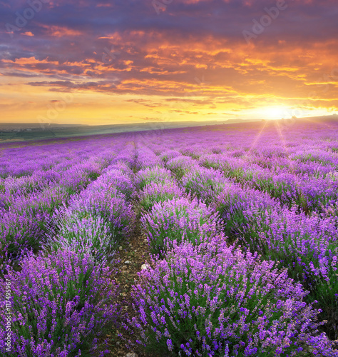 Meadow of lavender.