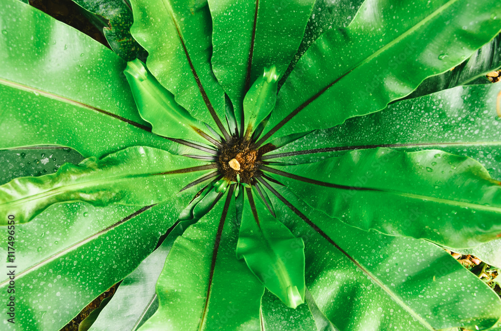 green leaf bird nest fern green leaf bird nest fern