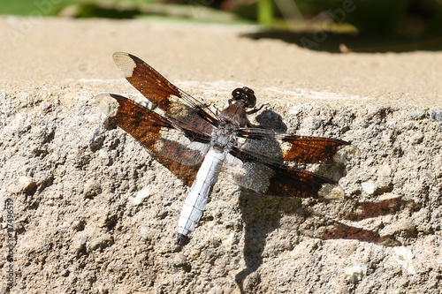 Photography Common Whitetail Dragonfly Plathemis lydia dragonfly hanging on plant