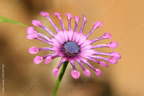 Purple Soprano Lilac Spoon Osteospermum flower African Daisy
