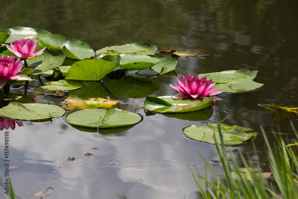 Water Lilies of Saitama City Minuma natural park Water Lilies of Saitama City Minuma natural park
