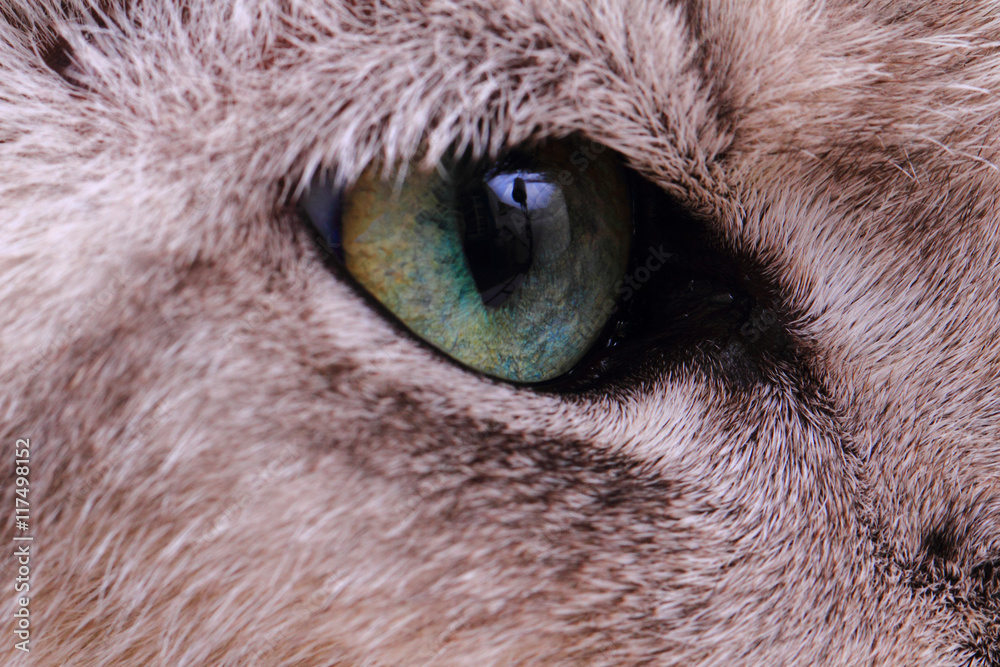 Fototapeta premium detail of green cat eye