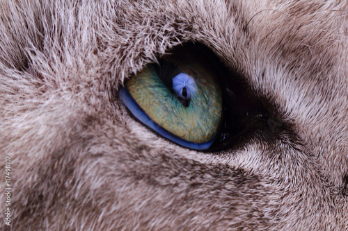 detail of green cat eye