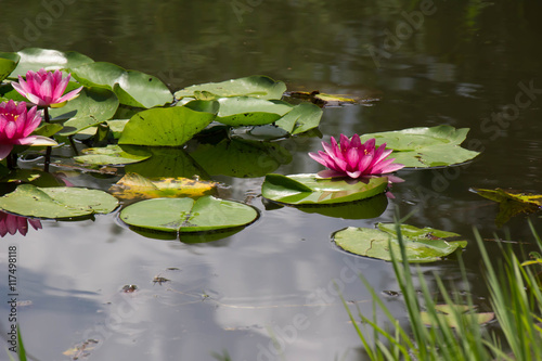 Water Lilies of Saitama City Minuma natural park