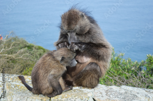 Mum and baby baboon grooming, Cape Point © playgroundcpm