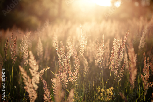 Various herbs and ears in the golden sunset light of the sun photo