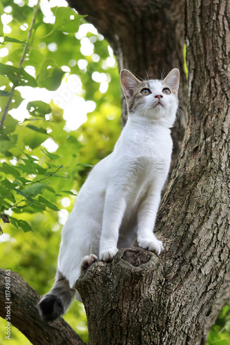 木の上から遠くを眺める子猫