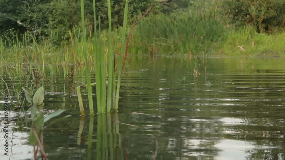 The marshy banks of the river. Floodplain shore. Camera movement over water. The marshy banks of the river. Floodplain shore. Camera movement over water.
