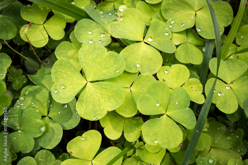 Wood sorrel leaves with water droplets in a Nordic forest Wood sorrel leaves with water droplets in a Nordic forest