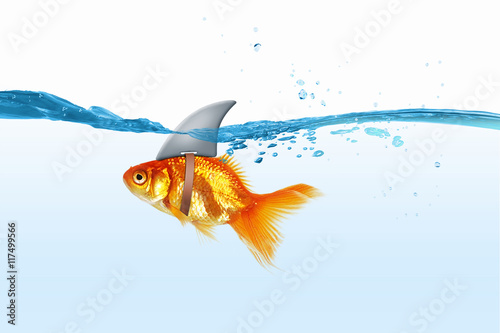 Gold fish with shark flip . Mixed media