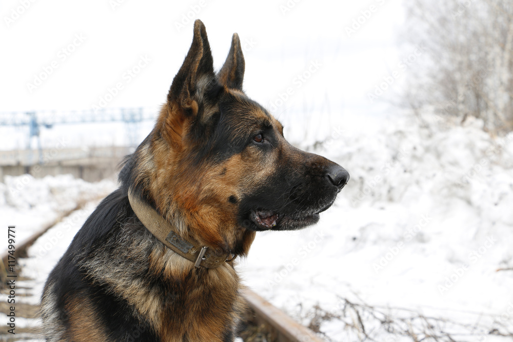 German shepherd dog is guarding an important object German shepherd dog is guarding an important object