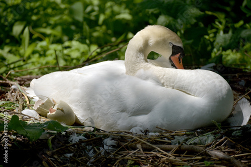 Adult swans and cygnets, Swannery at Abbotsbury, Dorset