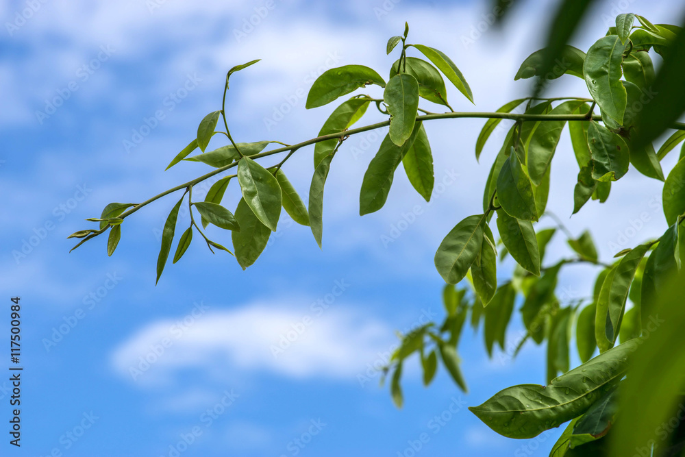 Green leaves and blue sky Green leaves and blue sky