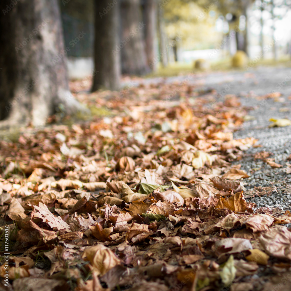 Heap of autumn leaves on a street Heap of autumn leaves on a street