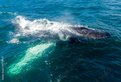 Baleine à bosse en surface vers Husavik en Islande