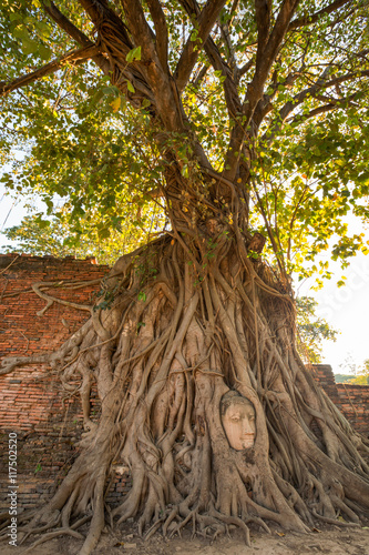 Buddha head in tree roots Ayutthaya