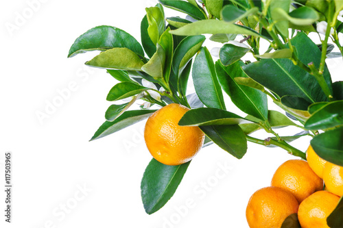 mandarine tree isolated on white