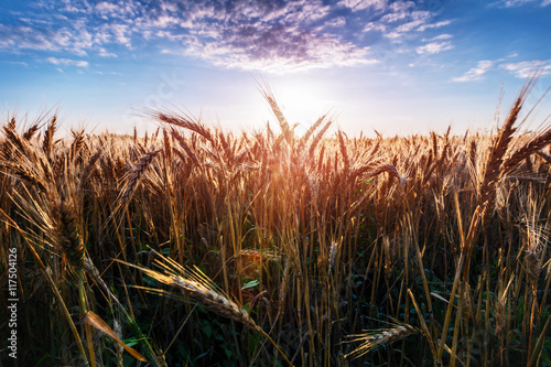 wheat field landscape sky