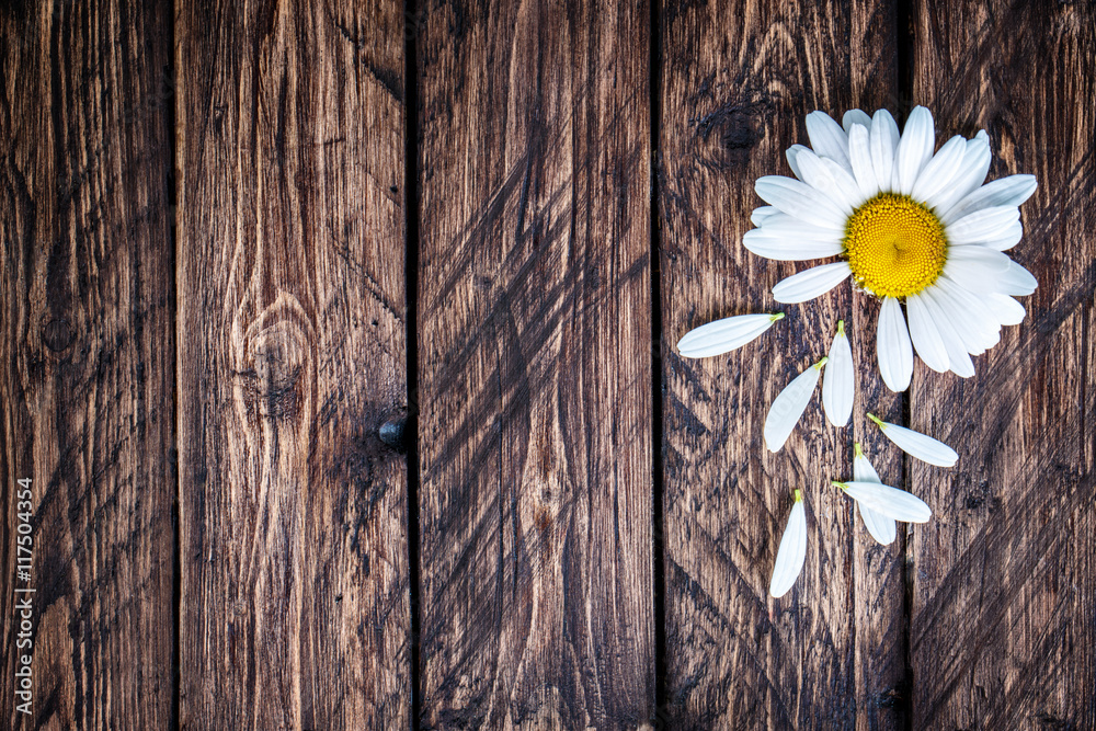 Obraz premium daisy on a wooden background