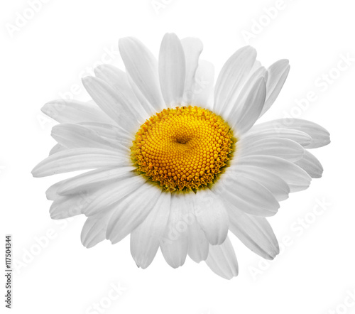 camomile flowers isolated on white background