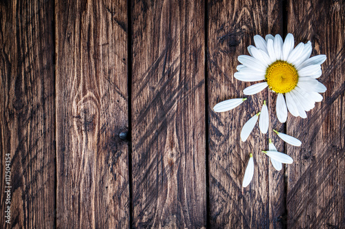 daisy on a wooden background