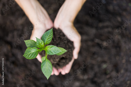 Growth concept: planting young seedling