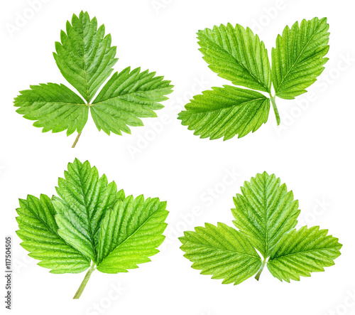 green strawberry leaf isolated on white background