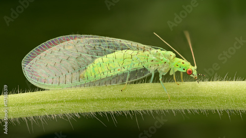 Extreme magnification - Lacewing, Pest control.