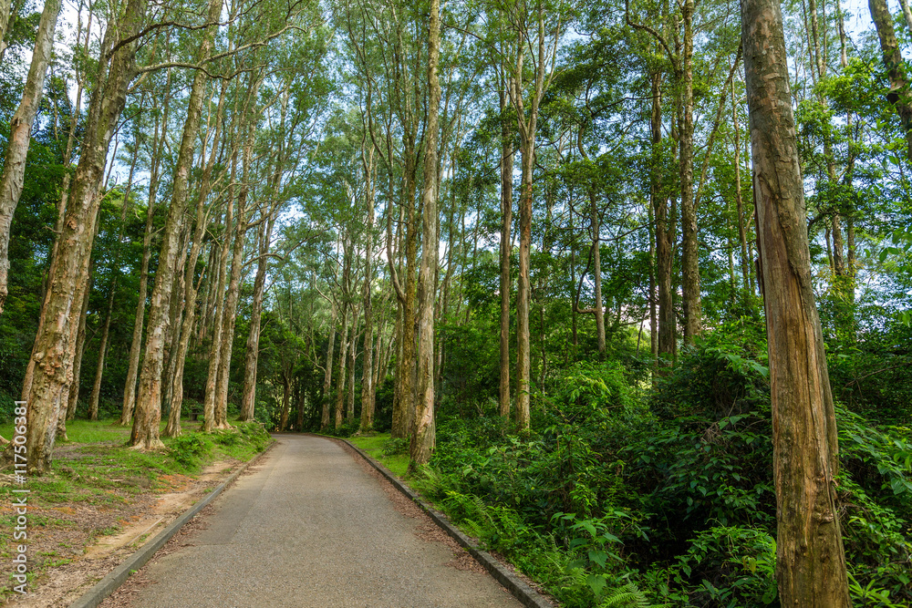 Hiking trail in forest Hiking trail in forest