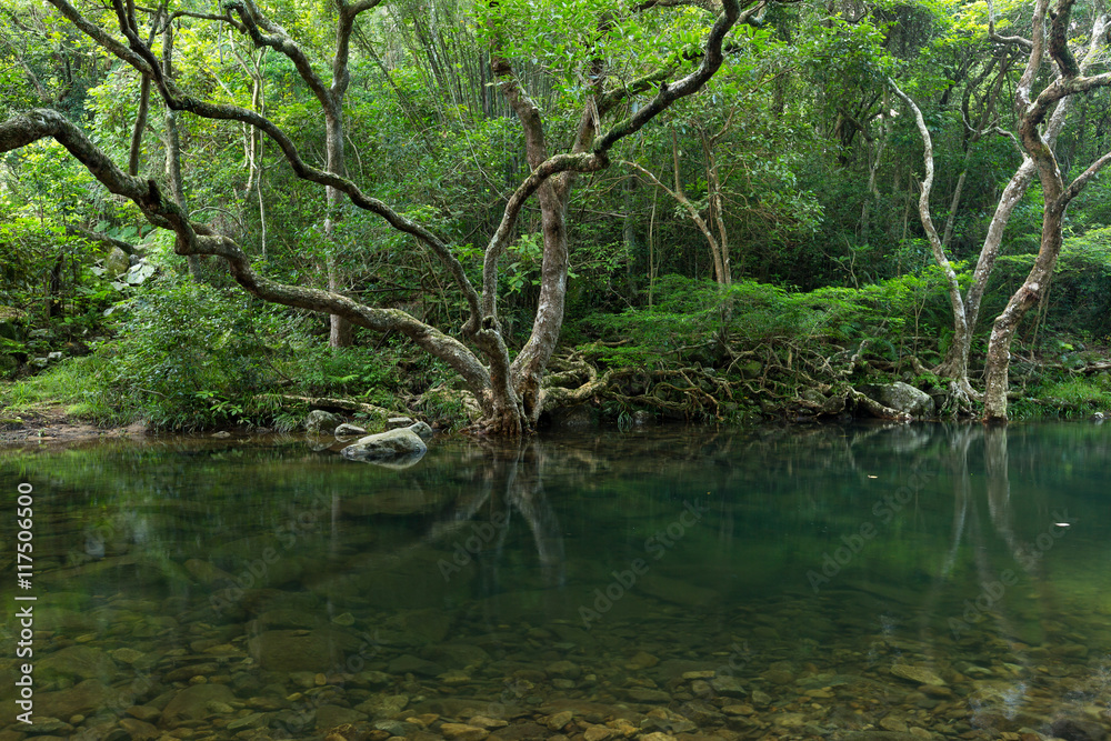 Forest and lake