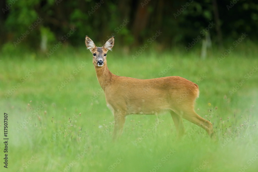 Roe deer female ready to run on the magical green grassland, european wildlife, wild animal in the nature habitat, deer rut Roe deer female ready to run on the magical green grassland, european wildlife, wild animal in the nature habitat, deer rut