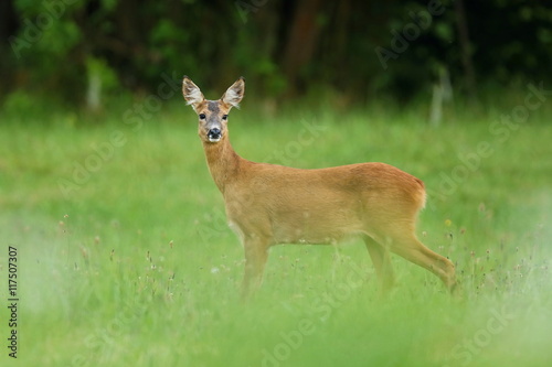 Roe deer female ready to run on the magical green grassland, european wildlife, wild animal in the nature habitat, deer rut © photocech